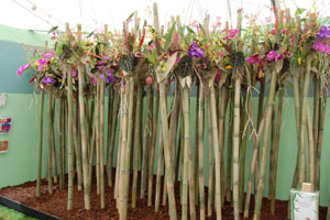 bamboo_wales_arrangement.jpg