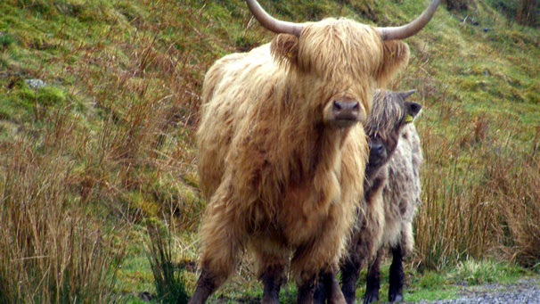 John Dickson from Grangemouth met this mother and calf near Glenlonan, between Taynult and Oban.