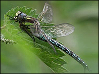 hairy dragonfly