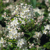 Deutzia x rosea