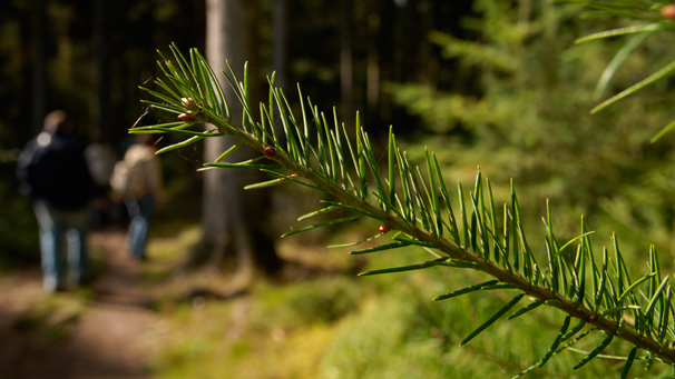 A photo of a young Scots Pine tree branch with people walking in the background