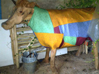 'Moo-reen' the cow