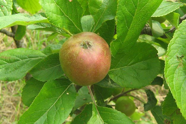 Apple tree