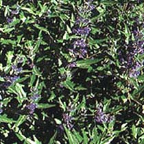 Caryopteris clandonensis