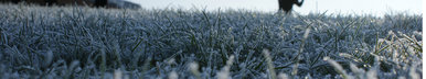 Frost