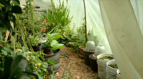 Bob's polytunnel