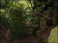 Overgrown entrance to secret garden