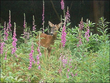 A visitor to our garden in Glenridding. Brian Scrivens