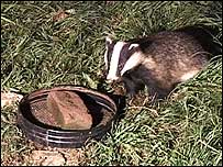 Badger