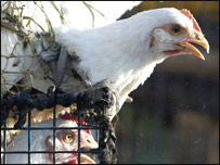 دہلی میں مرغی کی خریداری میں کمی رہی