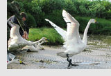 Bewick's swan being released