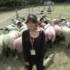 Preparing to unleash the sheep.