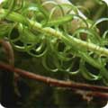 Lagarosiphon major, Pondweed