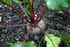 Beetroot
