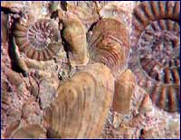 Image of fossils