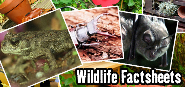 Combination of images from different factsheets such as an amphibian, beetle and bat