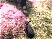 First contact between mother and baby