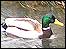 Duck at Oakwell Hall, Spring 2006