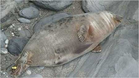 Seal c/o Gweek National Seal Sanctuary