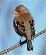 A chaffinch perched 