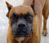 Boxer dog with cropped ears