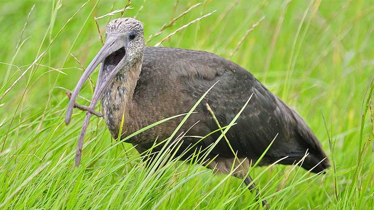 Glossy ibis