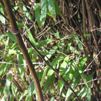 Phyllostachys nigra