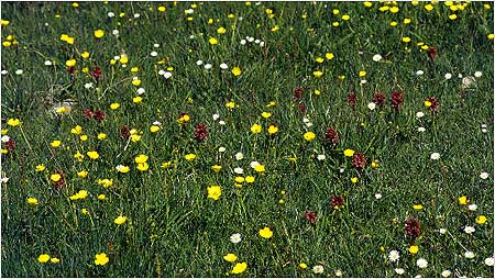 Machair