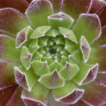Sempervivum 'Rosie'