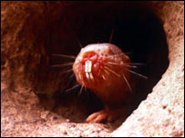 rato