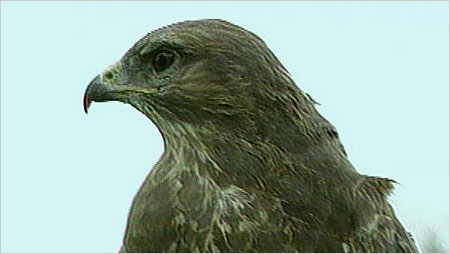 Buzzard