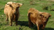 highland cattle