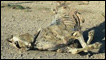 Cattle carcas on drought landscape