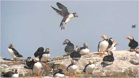 Puffins landing