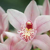 Cymbidium 'Freeway'