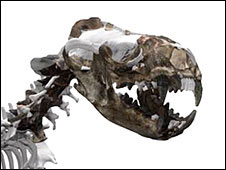 Реконструированный скелет ископаемого тюленя