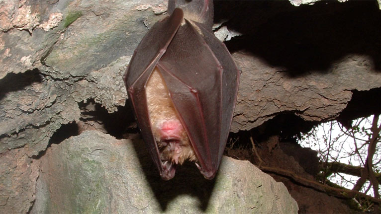 Horseshoe bat by Deane Christopher