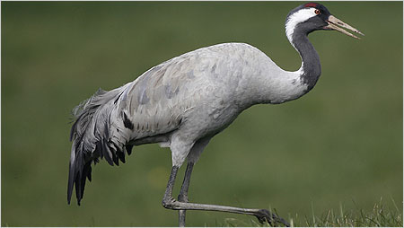 Common Crane c/o David Hutton. See more of Dave's photos at http://davehutton.fotopic.net/