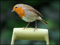 Robin on a spade