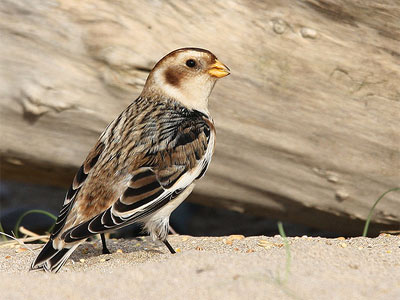 A snow bunting on the beach in North Wales by Joe Wynn.