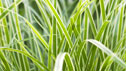 Carex 'Ice Dance'