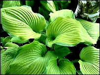 Hosta 'Fran Godfrey'