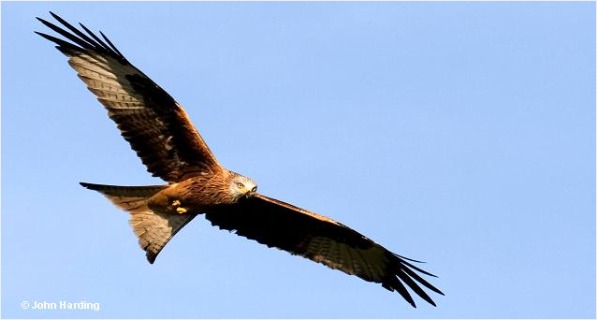 Red Kite in flight.