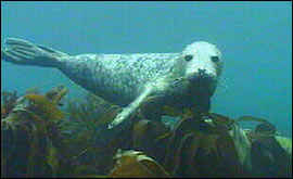 Grey seal