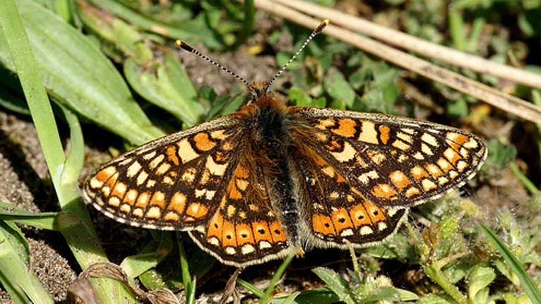 Marsh Fritillary by Mike Turtle