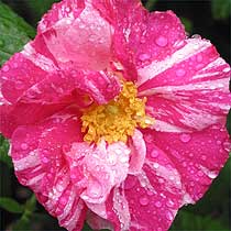 Rosa gallica