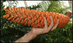 Kew's cycad