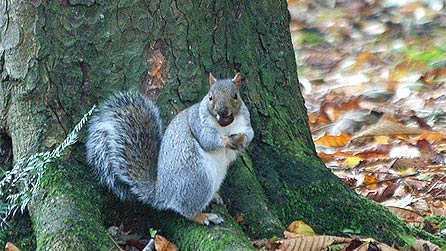 A grey squirrel with a conker in its mouth. Image by Eiona Roberts