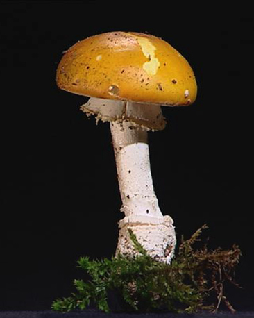Fly agaric