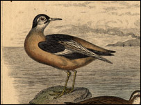 Grey phalarope by Getty Images